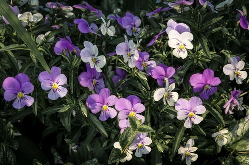 Free Colorful pansies blossoming in a lush garden, showcasing vibrant shades of purple and white during spring. Stock Photo
