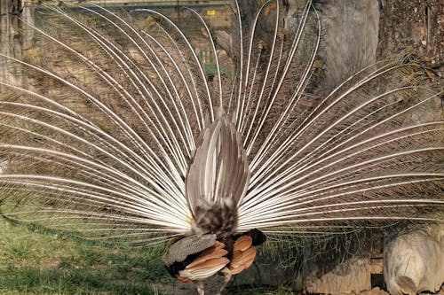 Long Feathers of Peacock