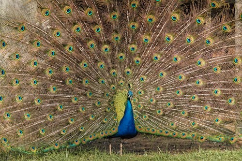 Foto profissional grátis de animais selvagens, animal, ave