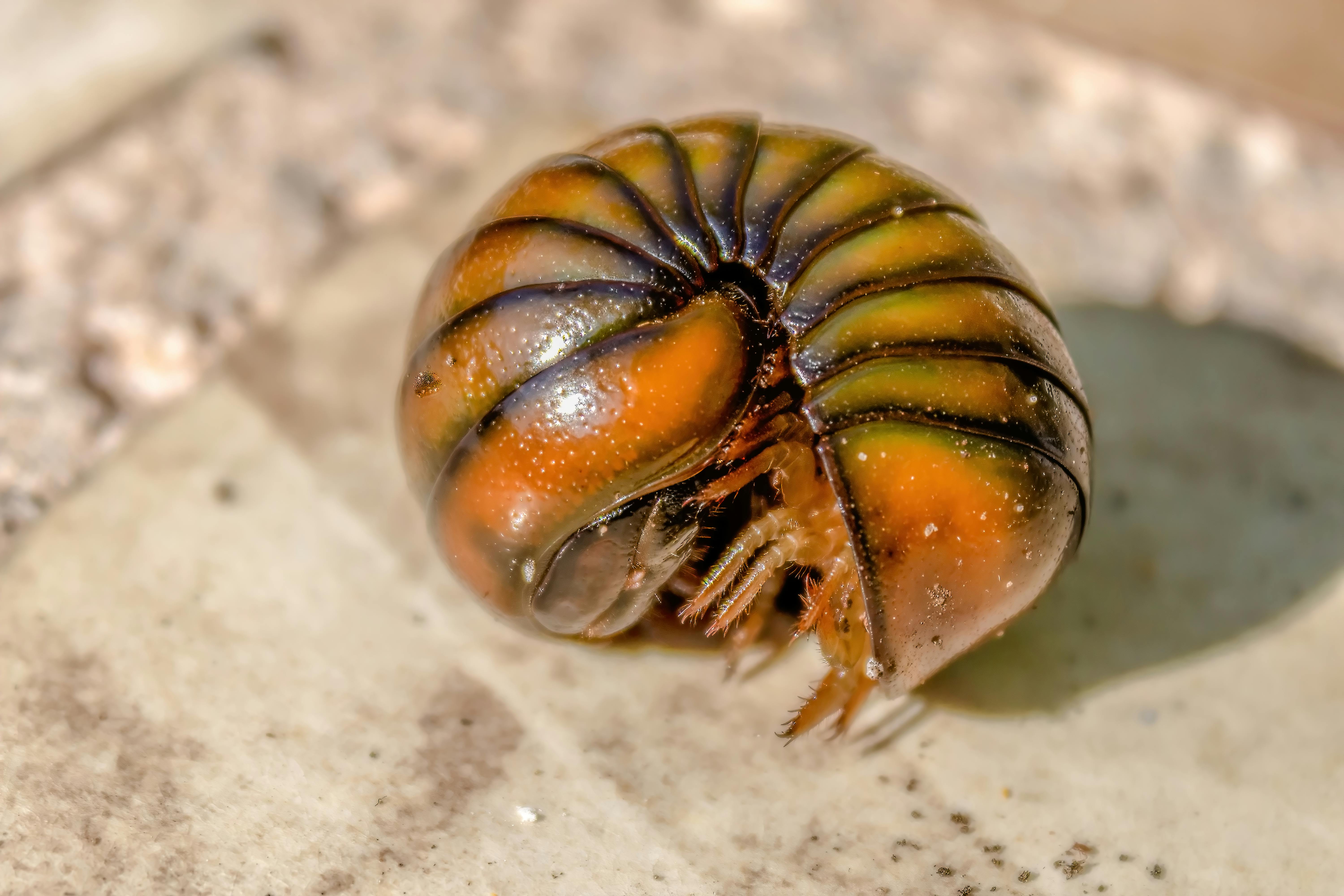 commerce espèces sauvages