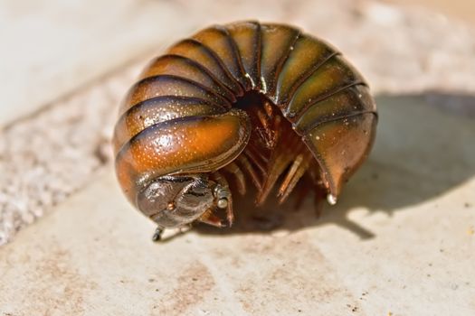 Close-Up of a Millipede 