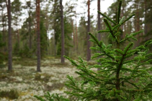Free Close-up of a spruce tree in a lush evergreen forest, emphasizing green foliage and tranquility. Stock Photo