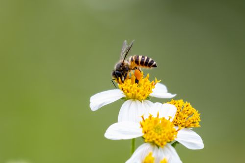 Free Close-up of a honey bee pollinating a white daisy flower, showcasing vibrant details and nature's beauty. Stock Photo