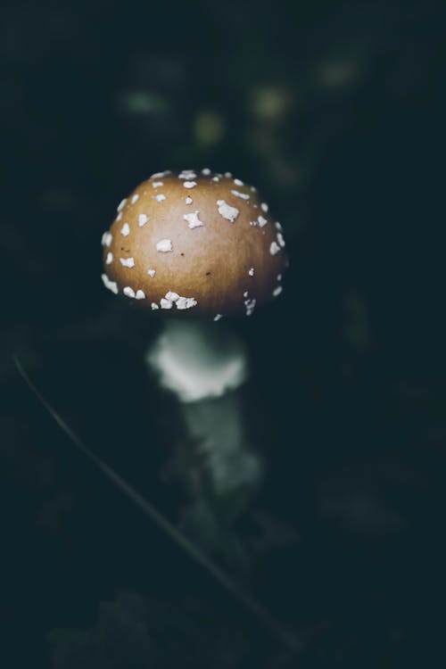 Close Up Photo of a Mushroom