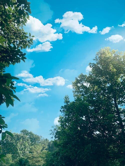 Immagine gratuita di bel cielo, cielo blu, foglia