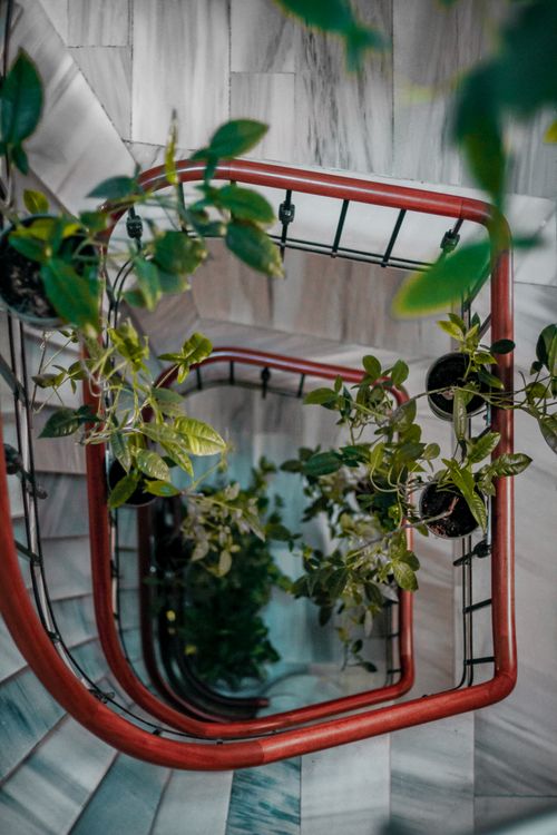 Free A top-down view of a spiral staircase adorned with lush green hanging plants. Stock Photo