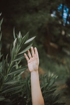 A close-up of a human hand gently reaching for green leaves in a natural setting.