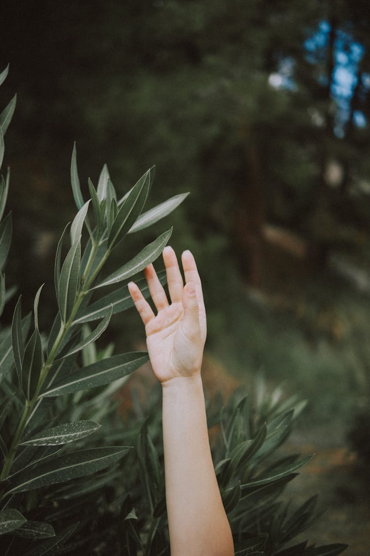 Hand Touching Leaves 