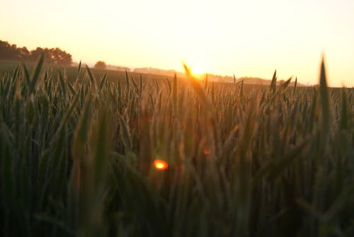 Ilmainen kuvapankkikuva tunnisteilla auringonnousu, keltainen, kenttä