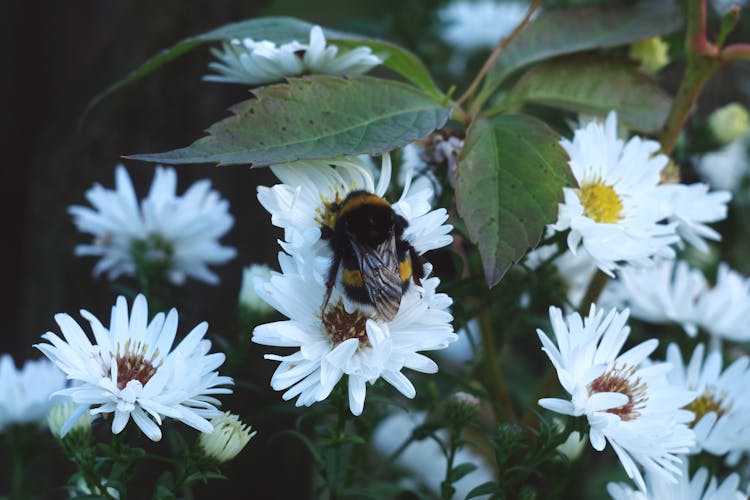 A Bumblebee On White Flowers 