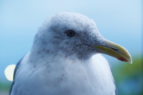 Imagine de stoc gratuită din a închide, animal, aviar