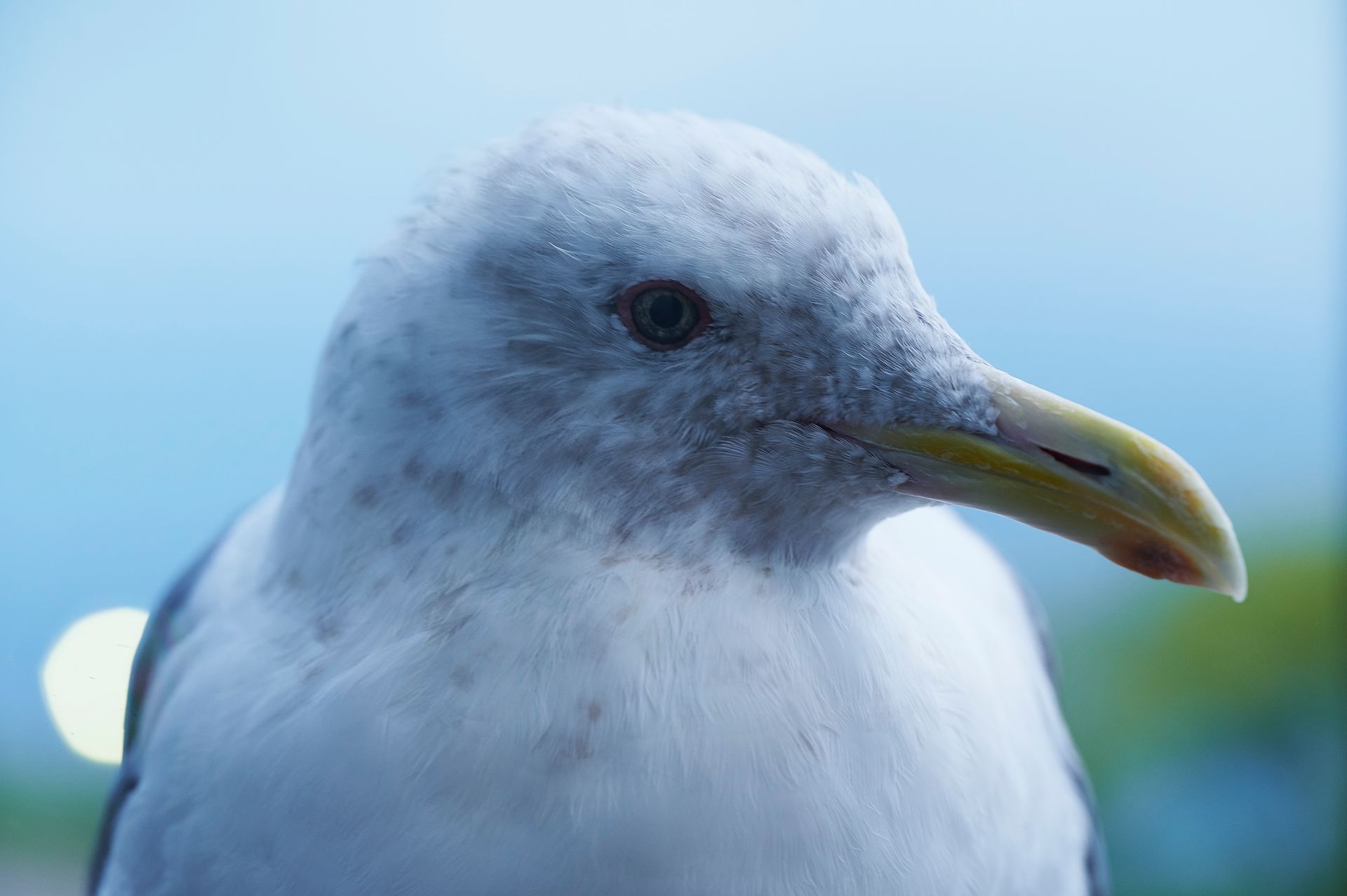 Seagull in Close-up Photography