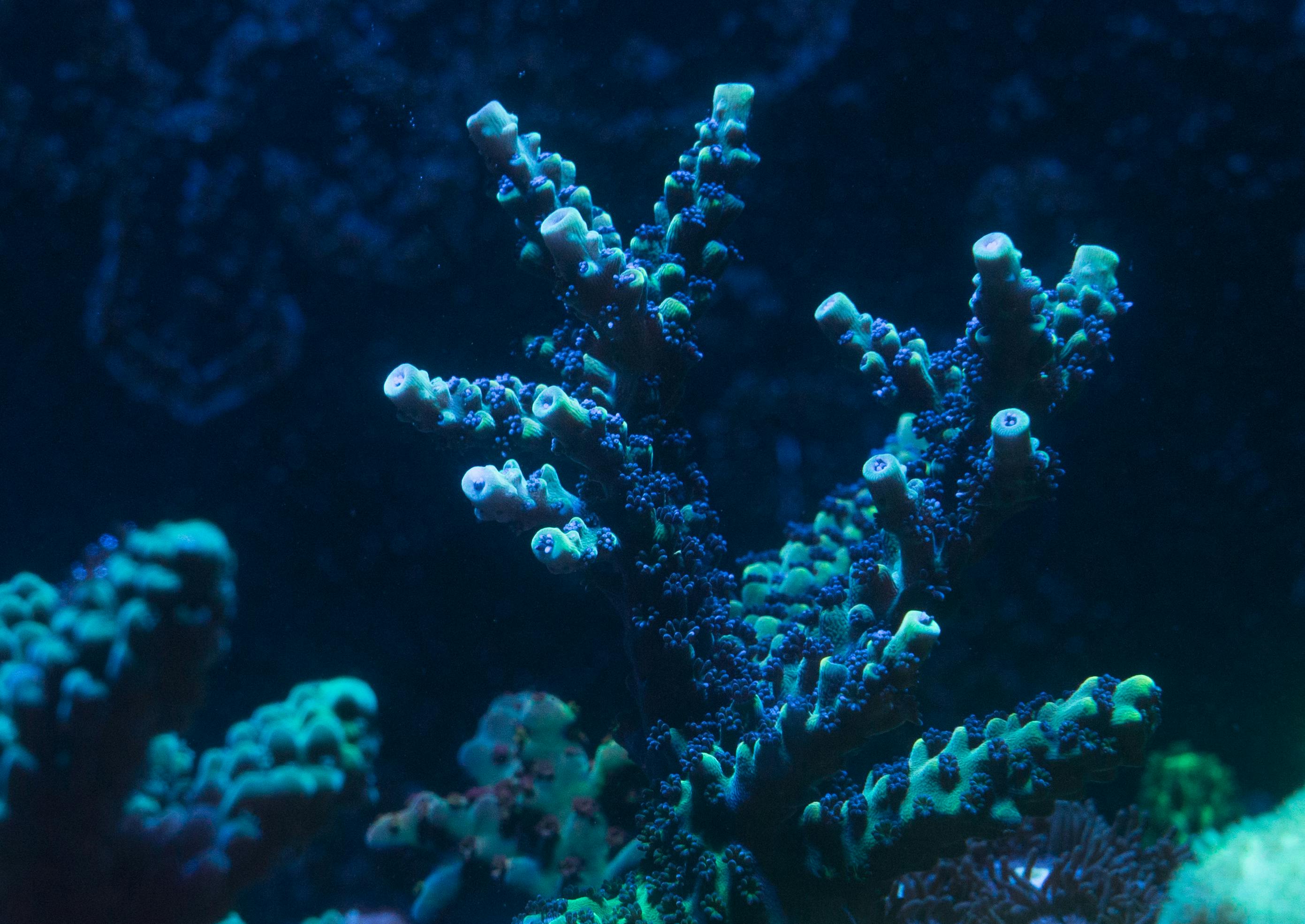 Free stock photo of acropora, corals, hard corals