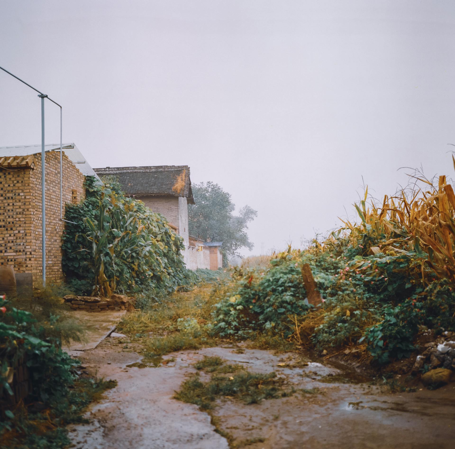 A dirt path through a village surrounded by lush vegetation and buildings under a cloudy sky.