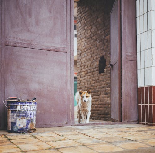 Dog in Entrance