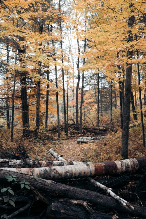 Free Tranquil autumn forest scene with colorful leaves and fallen tree logs. Stock Photo