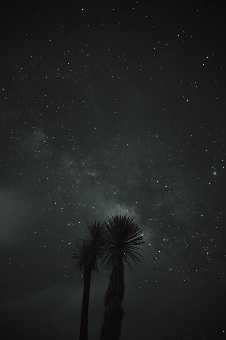 Palm Trees Under Night Sky