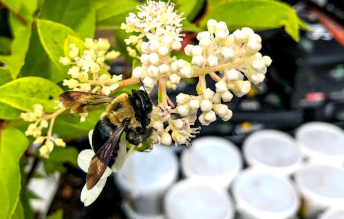 Безкоштовне стокове фото на тему «Бджола, бузок, джміль»