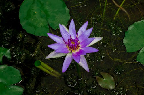 Pygmy Water-lily in Bloom