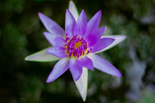 Close-Up Shot of a Blooming Egyptian Lotus