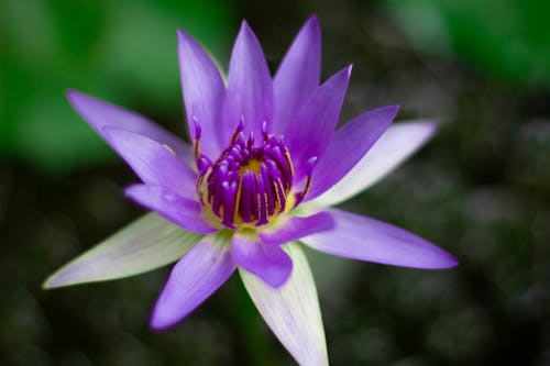 Close-Up Photo of a Purple Egyptian Lotus