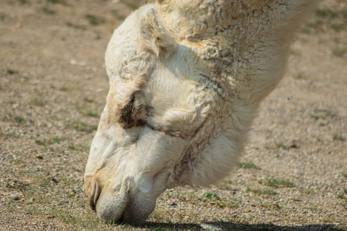 Free A dromedary camel is seen grazing on dry grass in a close-up portrait. Stock Photo