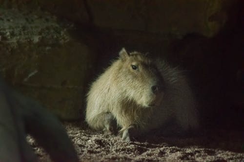 Miễn phí Ảnh lưu trữ miễn phí về cận cảnh, capybara, con vật Ảnh lưu trữ