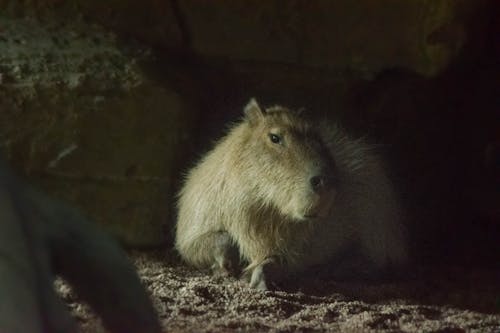 Close-Up Shot of a Capybara on the Ground
