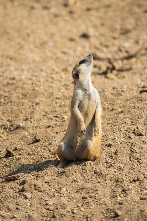 Close-Up Shot of a Meerkat Standing on the Ground