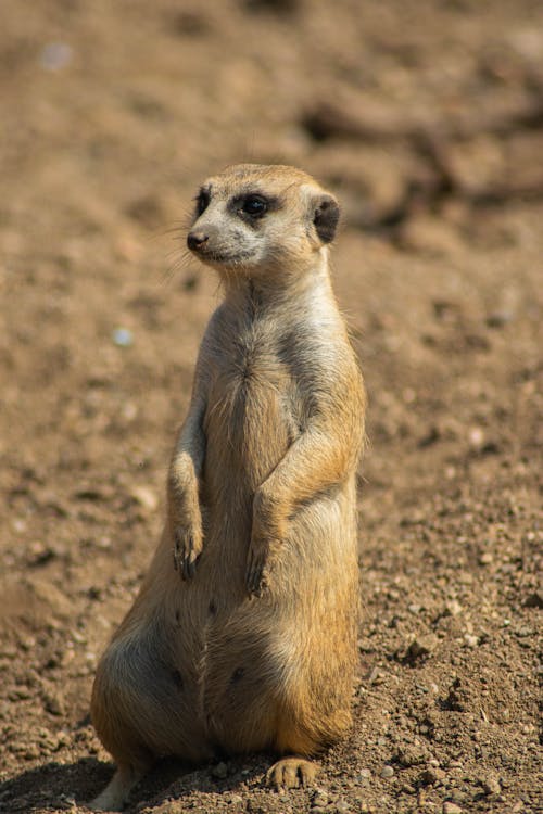 Close-Up Shot of a Meerkat Standing on the Ground