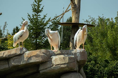 Three Great White Pelicans on the Rock
