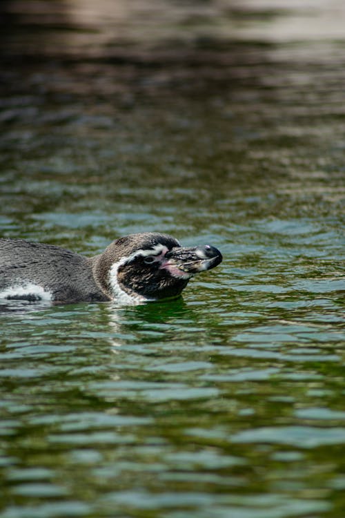 A Penguin in the Water 