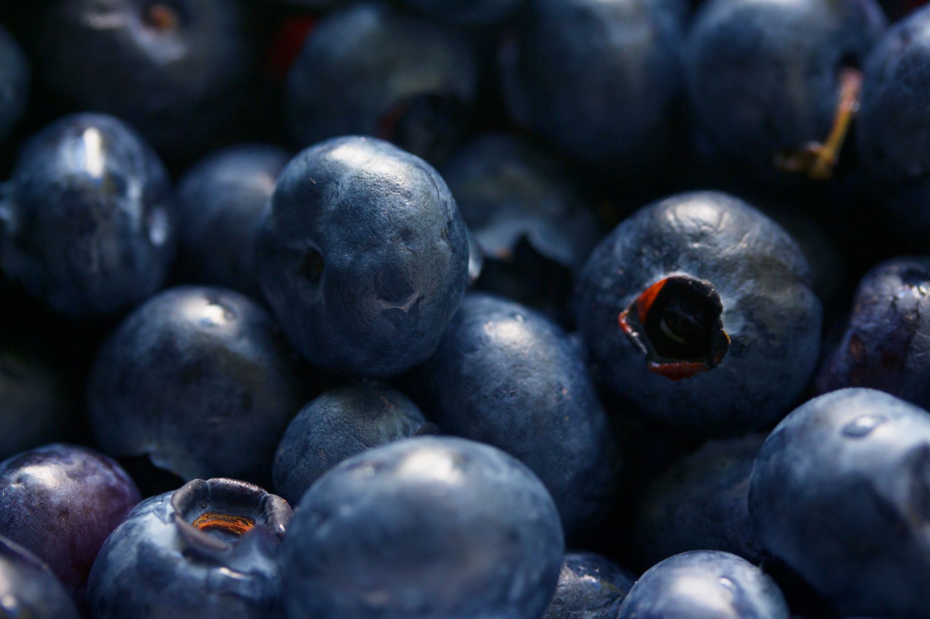 Close-up of fresh blueberries showing natural blueberry pigment