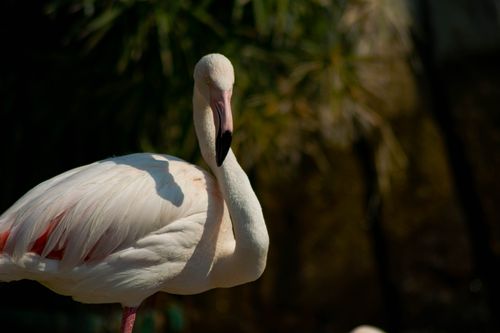 Free Close-up of a graceful flamingo in its natural surroundings, highlighting its vibrant plumage. Stock Photo
