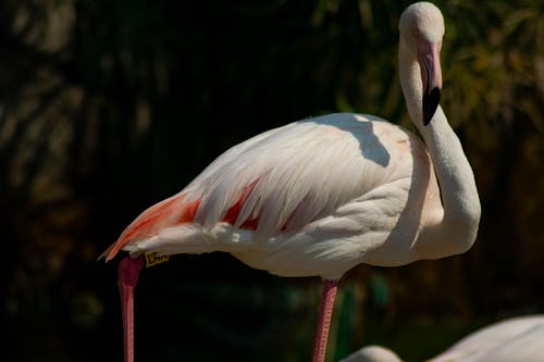 Flamingo in Close Up Photography
