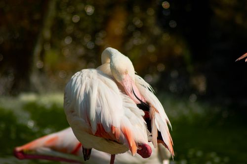 Free A beautiful close-up of a greater flamingo preening its feathers under sunlight. Stock Photo