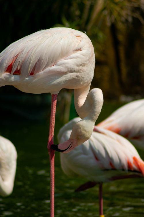 Free Graceful flamingos stand in a peaceful outdoor pond, showcasing their beautiful plumage and tranquil nature. Stock Photo