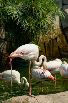 flamingo photo
