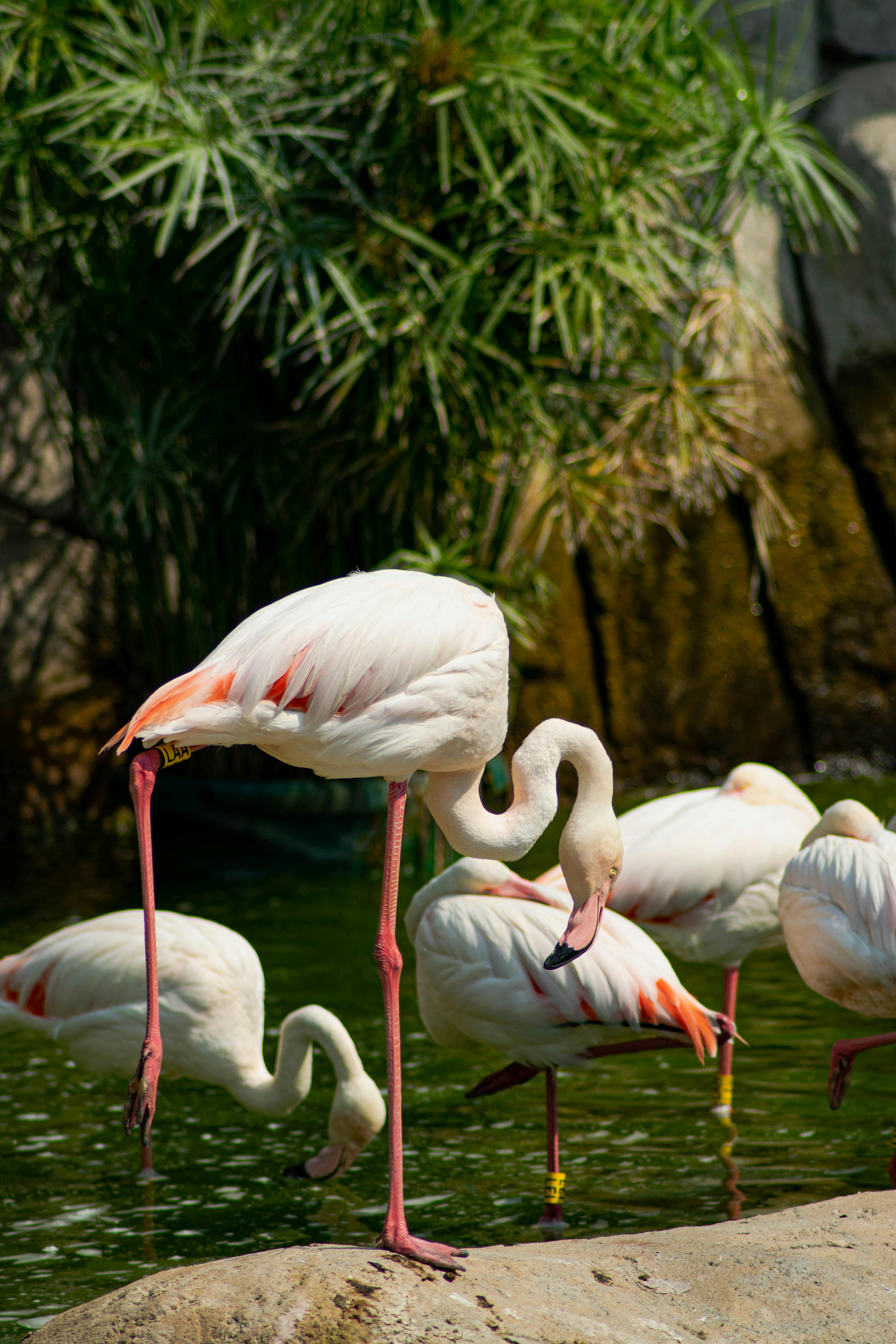 Photo of Flamingos · Free Stock Photo