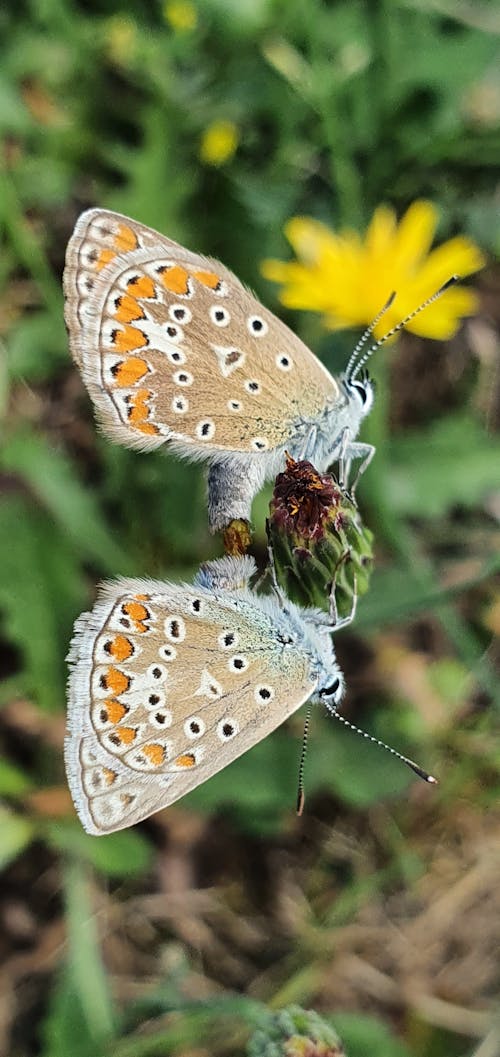 Mating butterflies  Icarus blue 