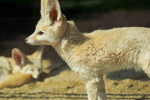 A Fennec Fox in Close-Up Photography