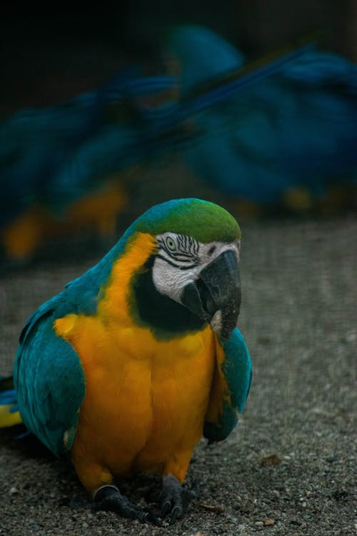 Amerika papağanı, dikey atış, hayvan içeren Ücretsiz stok fotoğraf