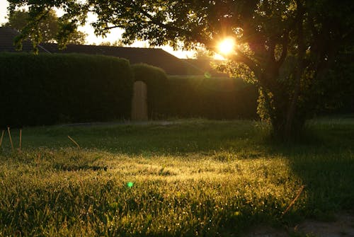 Kostnadsfria Kostnadsfri bild av bakgård, gräs, linsöverstrålning Stock foto