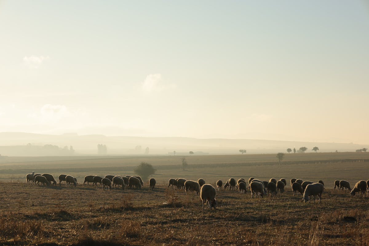 Assorted fresh vegetables, grains, and healthy ingredients arranged on a table