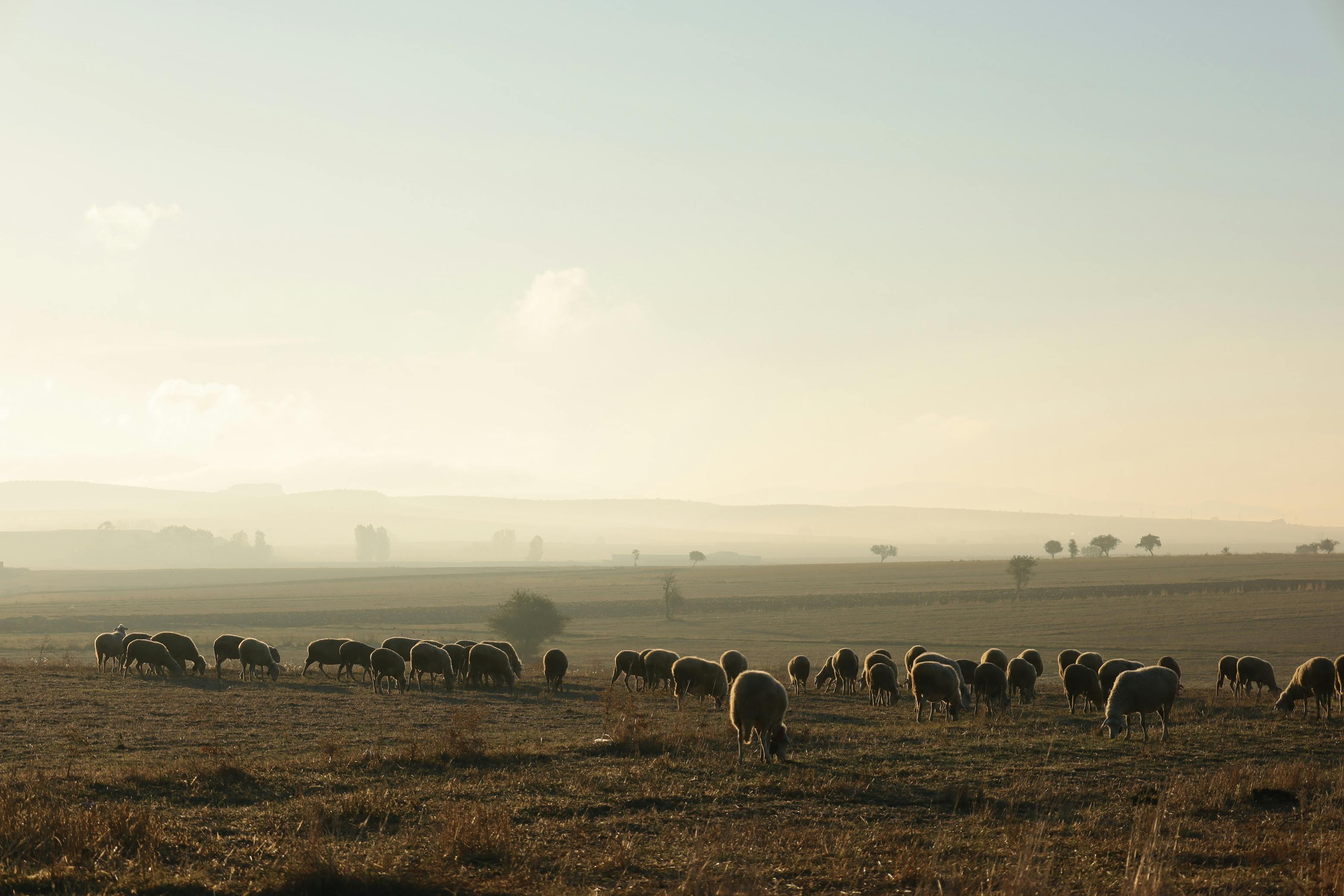 sound of sheep is called which animal