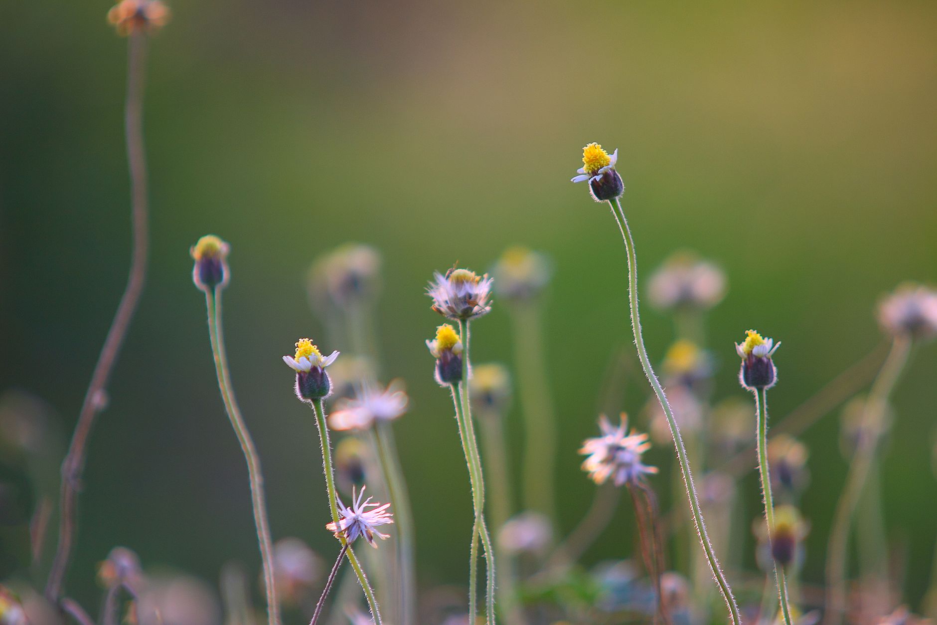Wildflower Photography in Albania: Getting the Best Shots