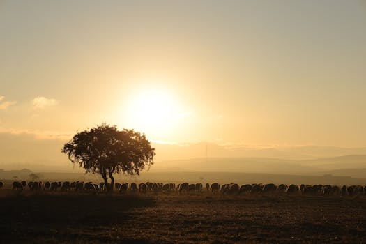 A scenic view of a farm field at sunrise with livestock and a solitary tree silhouetted against the sky.