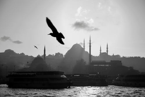 i̇stanbul 연인, 갈매기, 경치의 무료 스톡 사진