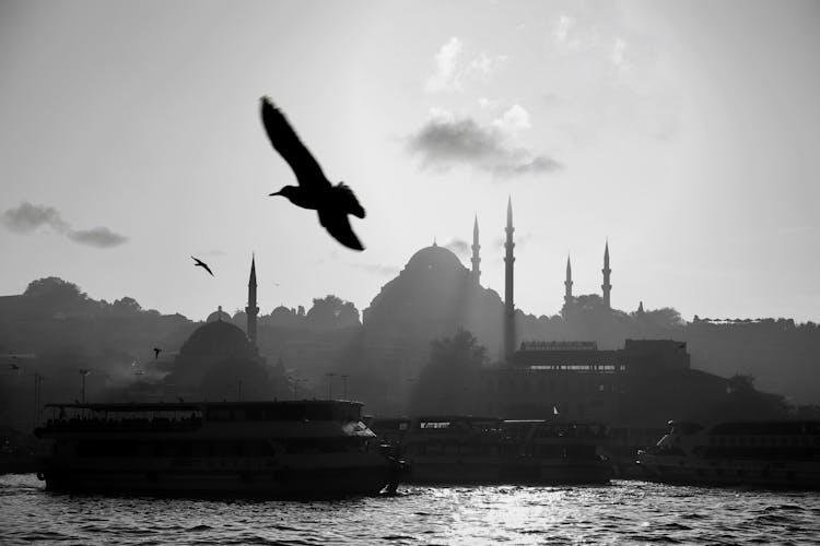 Sea Gulls Flying Over Bosporus In Istanbul