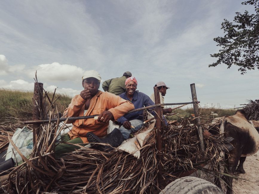 Group of smiling farmers on an oxcart carrying dry vegetation in the rural countryside.